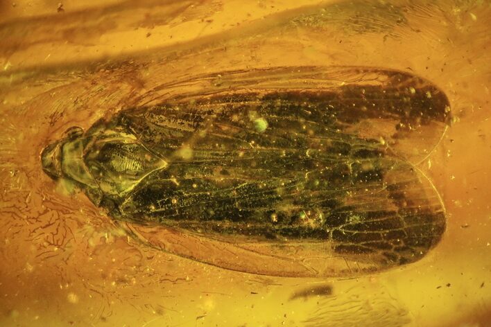 Detailed Fossil Cicada (Hemiptera) In Baltic Amber #102771